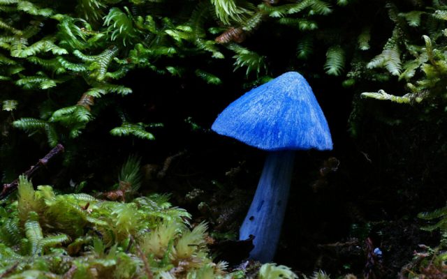 Photo of a vibrant blue mushroom in a forest setting, surrounded by ferns.